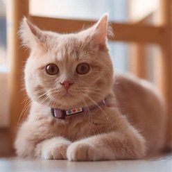 Pawtitas Nylon Reflective Breakaway Cat Collar with Bell, Teal, 7 to 11-in neck, 3/8-in wide slide 2 of 8
