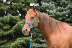 Weaver Leather Original Adjustable Nylon Horse Halter, Hurricane Blue, Average slide 2 of 3