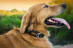 Mighty Paw All-Metal Hardware Reflective Dog Collar, Black & Orange, Medium slide 2 of 9