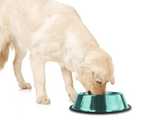 Show full view: Platinum Pets Non-Skid Stainless Steel Embossed Dog & Cat Bowl, Caribbean Teal, 6.25-cup slide 2 of 8