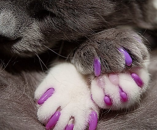 Kitty Caps Cat Nail Caps, Medium, Hot Purple & Hot Pink