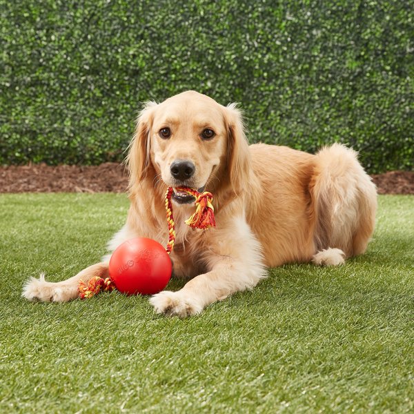 Tuggo dog toy hotsell