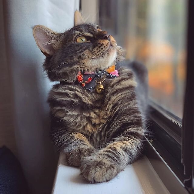 Necoichi kimono best sale bandana cat collar