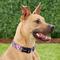 Show in main carousel: Frisco Patterned Polyester Dog Collar, Midnight Floral, Large/X-Large slide 3 of 8