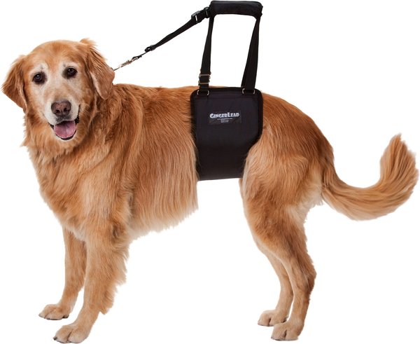 Chewy dog clearance sling