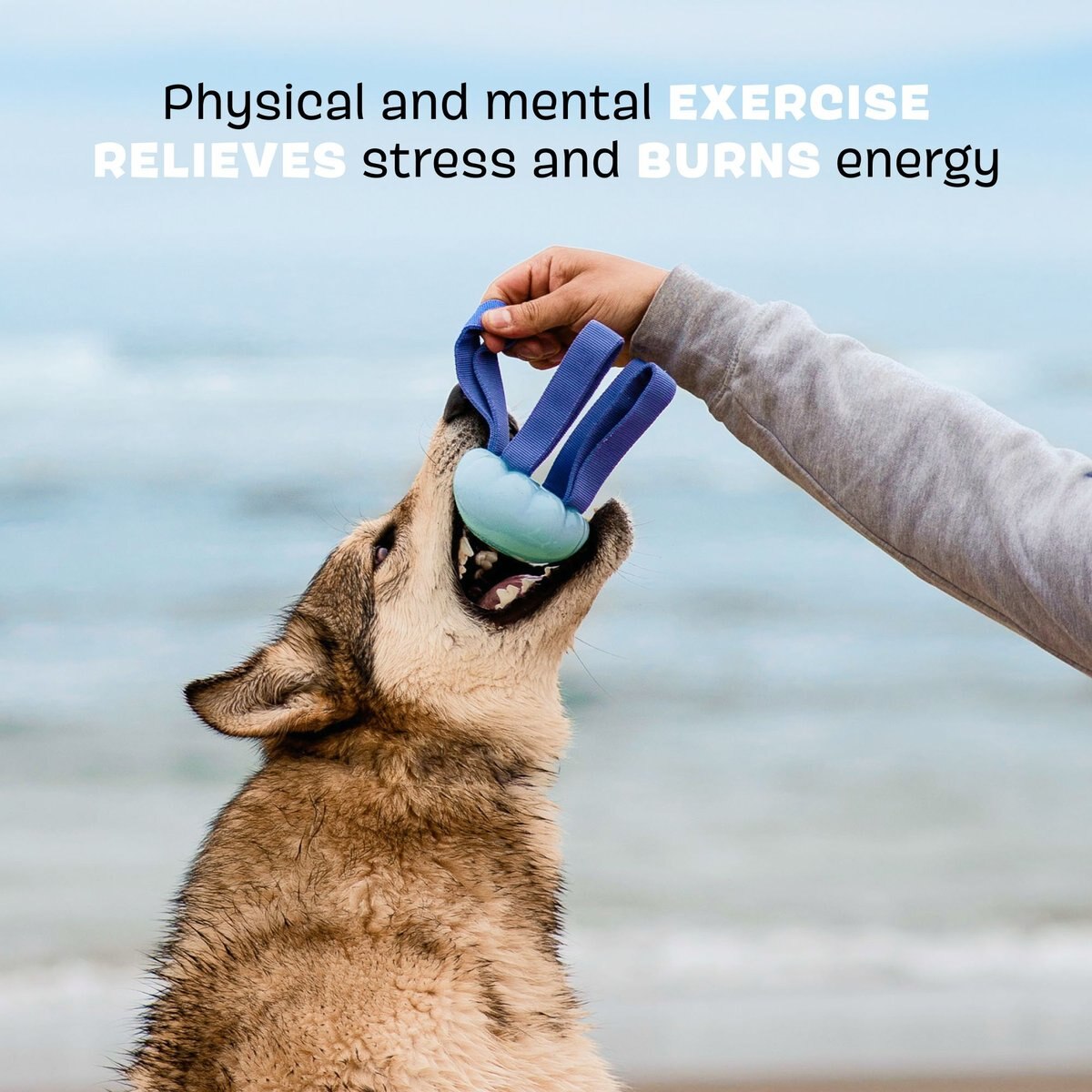 BARK Jelly Fetch & Rope Tough Dog Tug Toy, Purple, Medium - Chewy.com