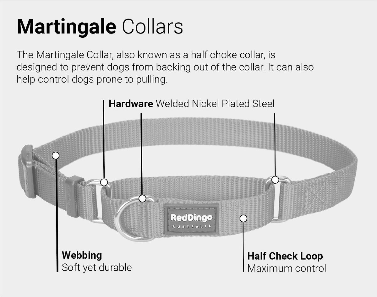 RED DINGO Martingale Classic Dog Collar, Purple, Small