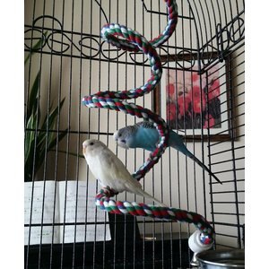 Super Bird Creations Rope Bungee Bird Perch, Color Varies, Medium