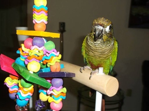 Super Bird Creations Wiggles & Wafers Bird Toy, Medium