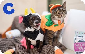 CHEWY eGift Card, $500, Cow Dog Pumpkin Cat Costume - Chewy.com