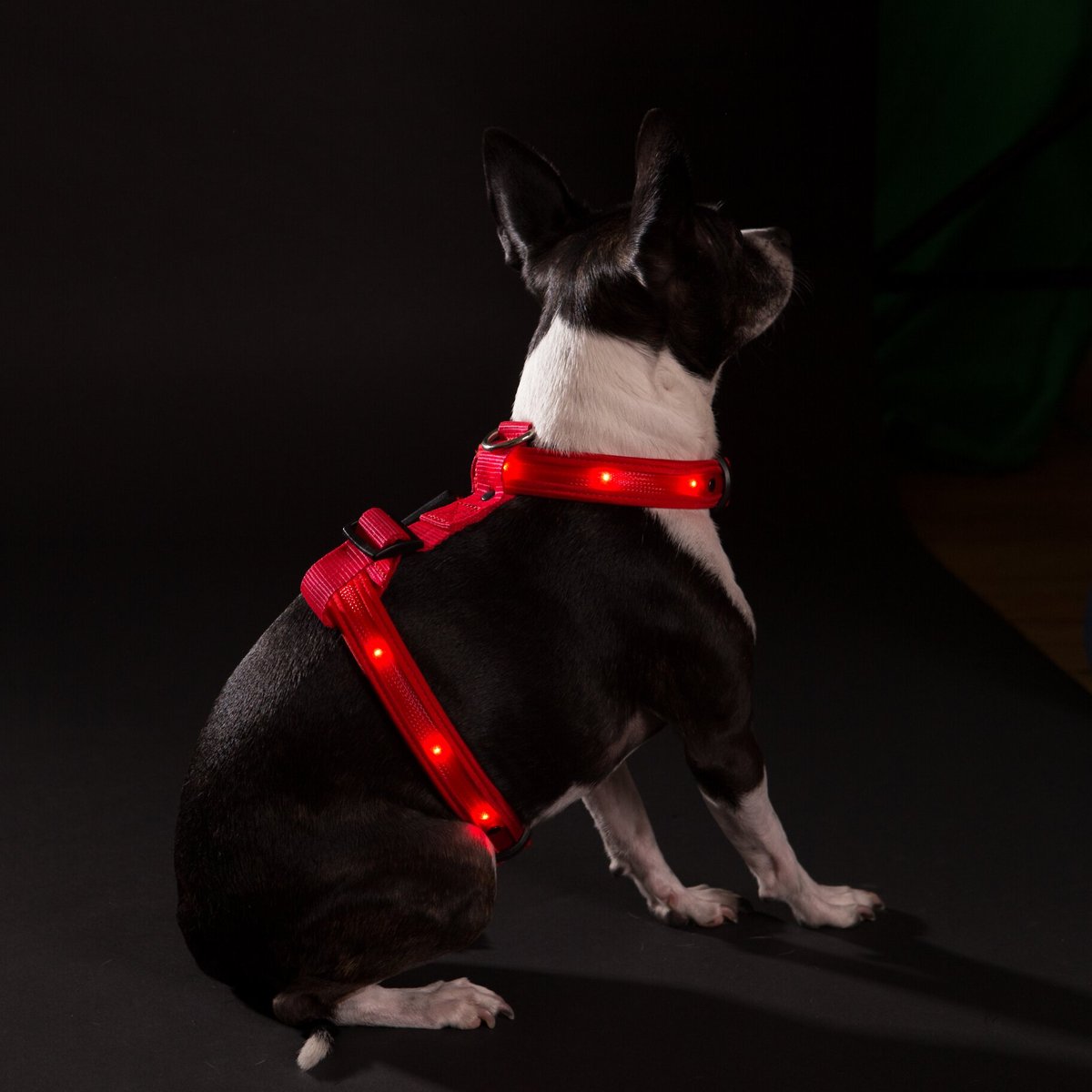 Nite beams led outlet pet collar