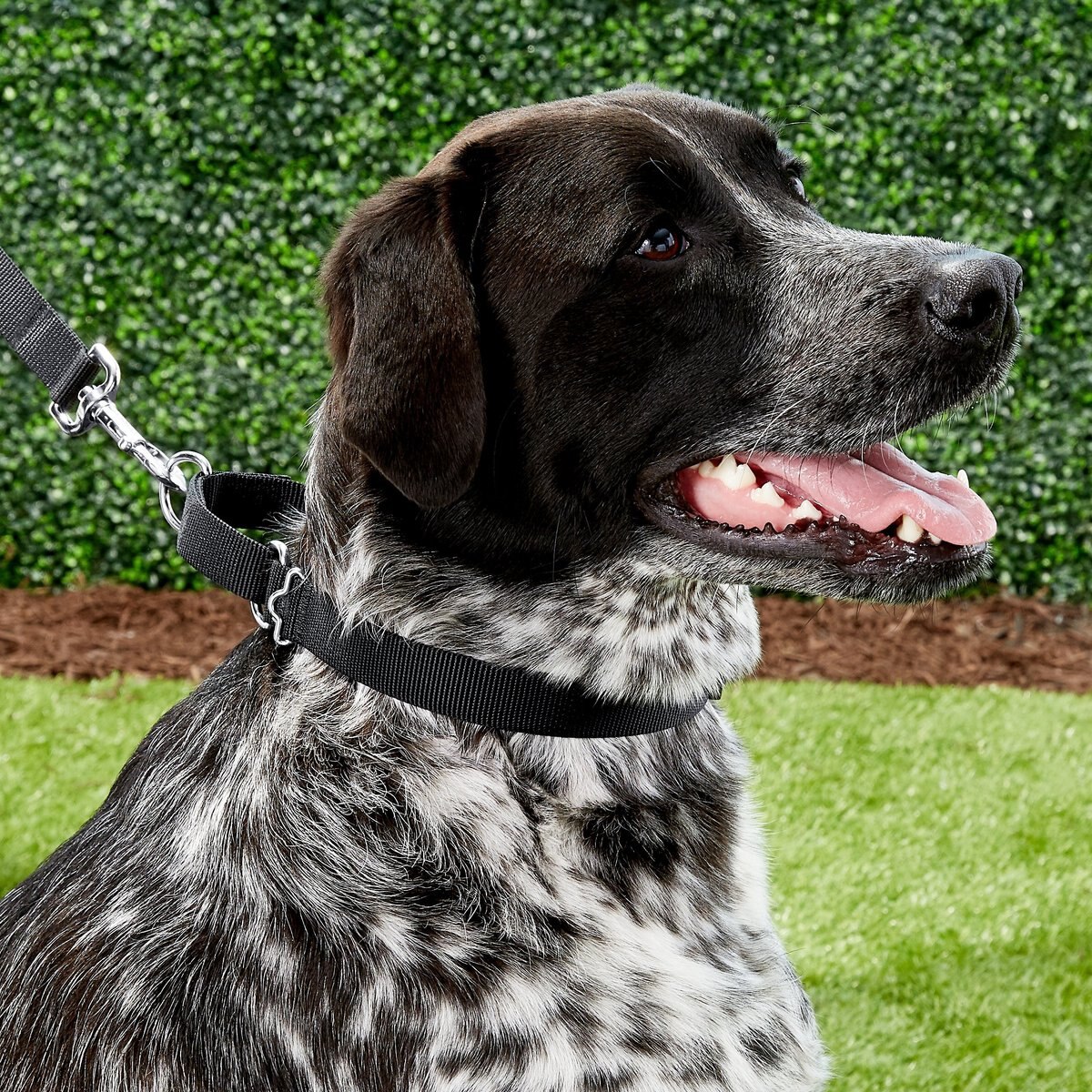 FRISCO Solid Nylon SlipOn Martingale Dog Collar, Black, Large 17 to