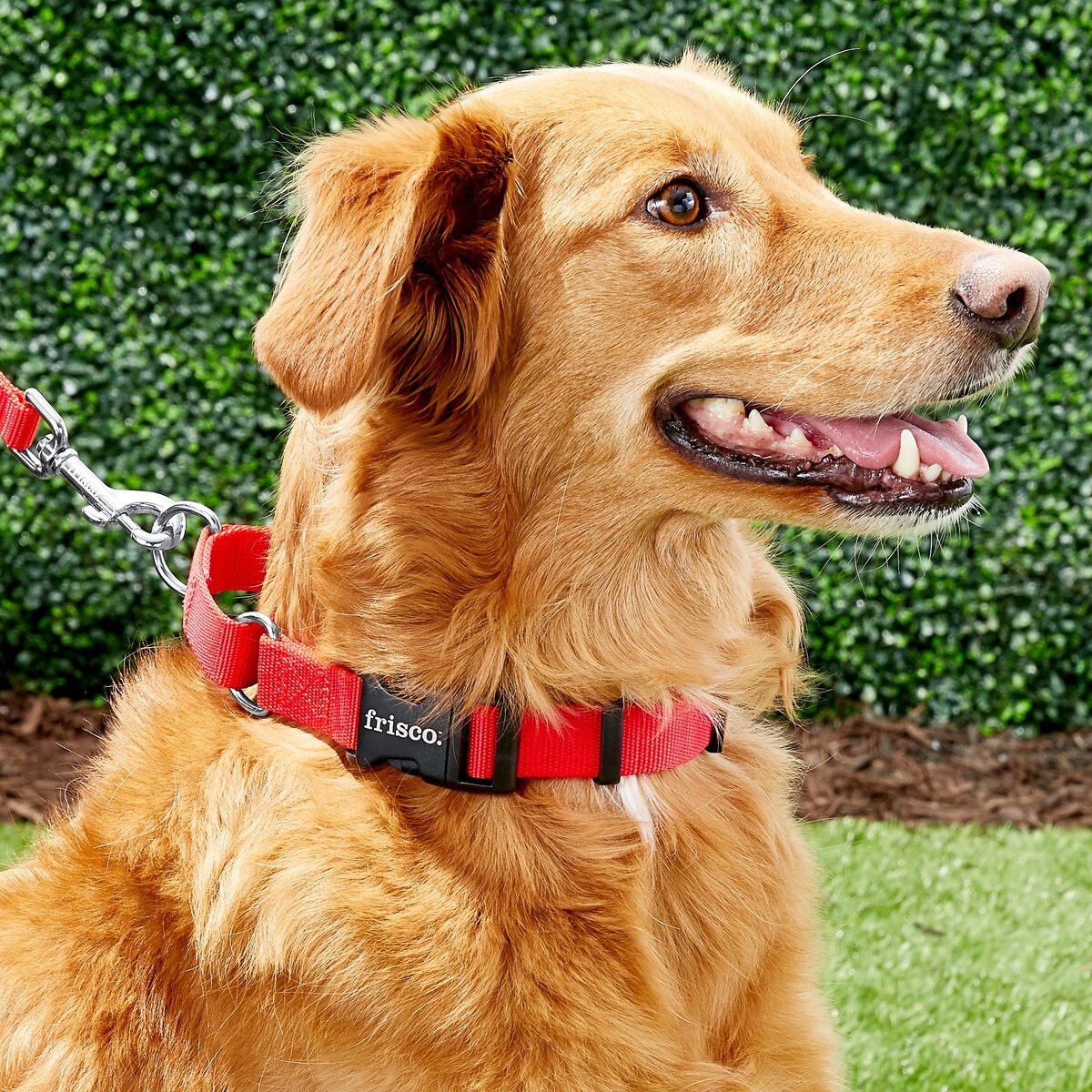 FRISCO Solid Nylon Martingale Dog Collar with Buckle, Red, Medium 17