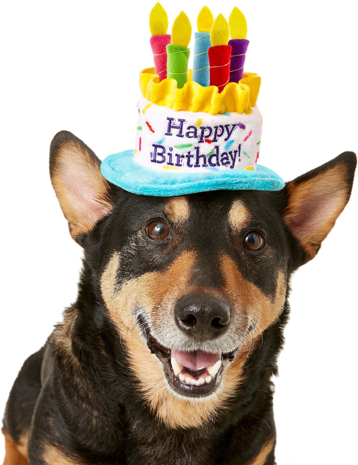 День рождения собаки 1 год
