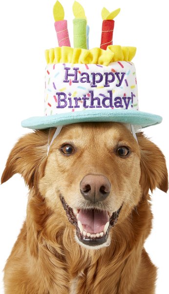 Frisco Birthday Cake Dog & Cat Hat, Medium/Large slide 1 of 8