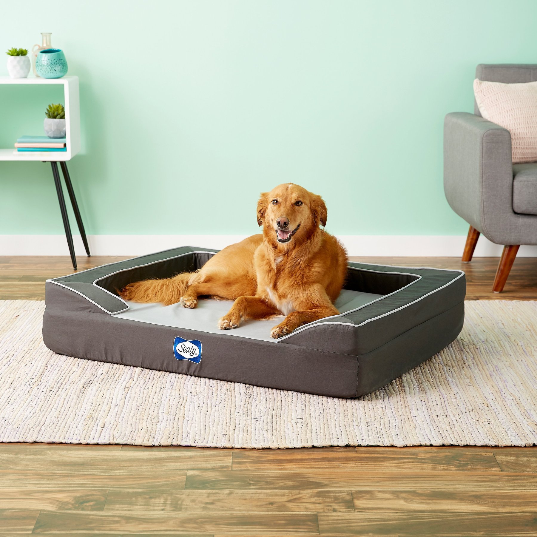 Sealy dog mattress fashion