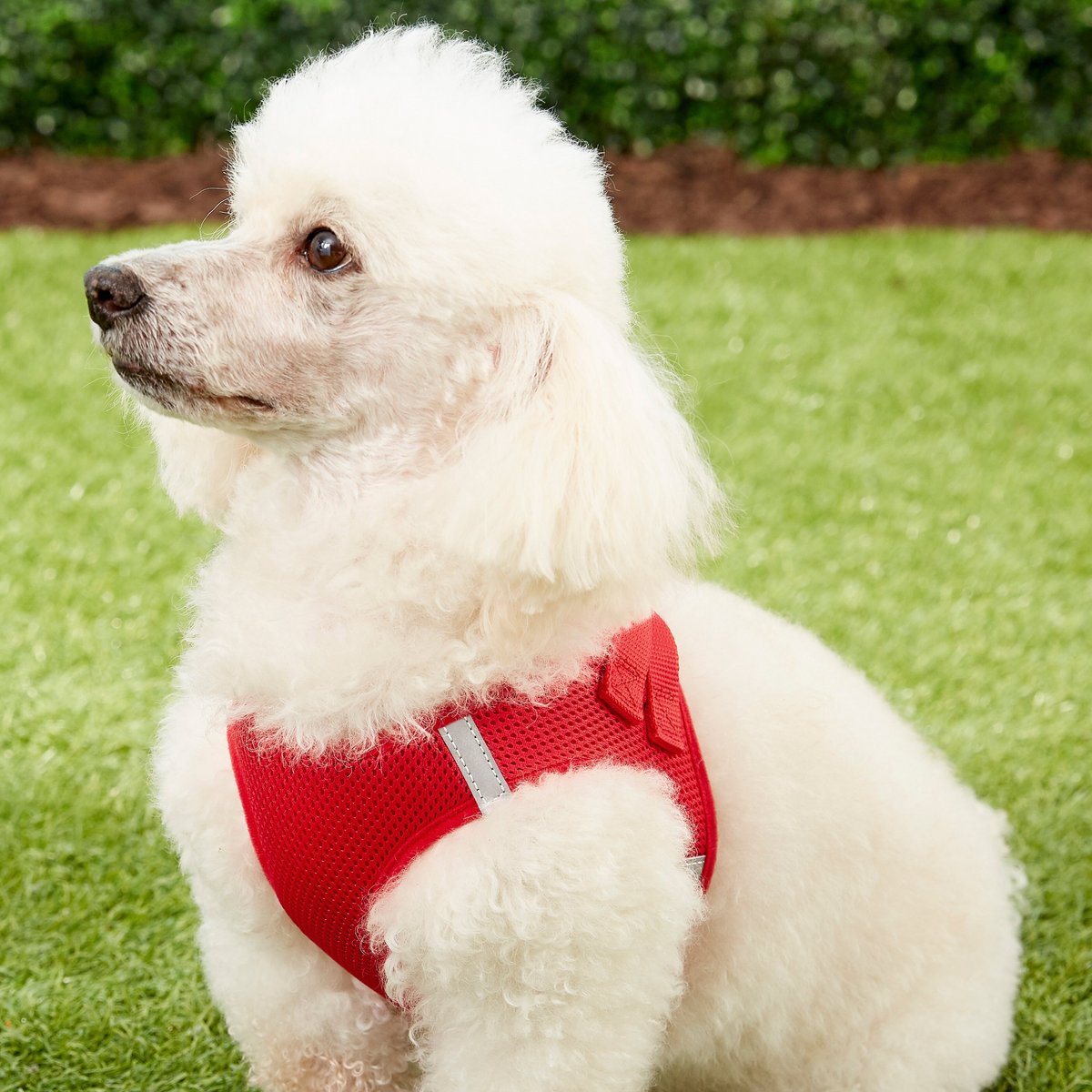 FRISCO Small Breed Soft Vest Step In Back Clip Dog Harness, Red, 18 to