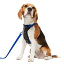 Frisco Padded Nylon No Pull Dog Harness, Blue, 22 to 34-in chest