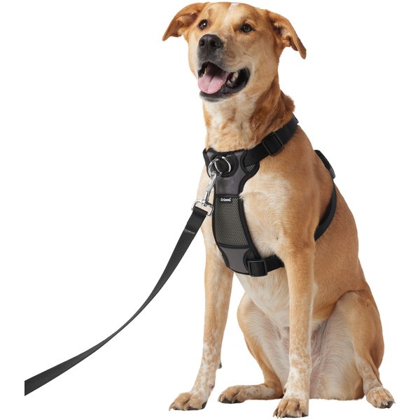 Sporn big dog outlet halter