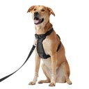 Frisco Padded Nylon No Pull Dog Harness, Black, 26 to 40-in chest