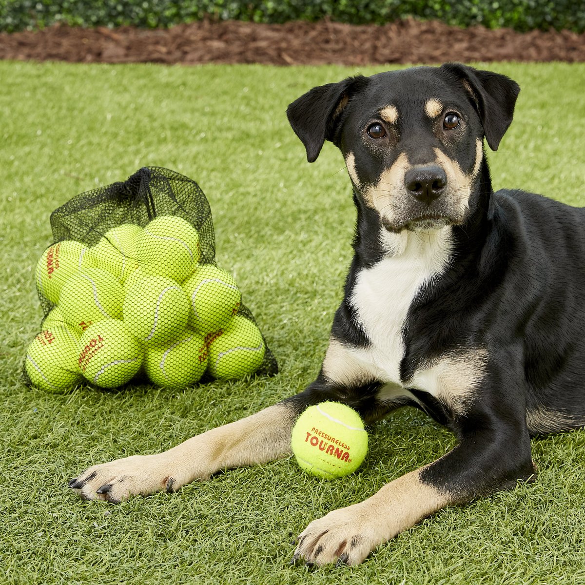 Tough tennis balls top for dogs