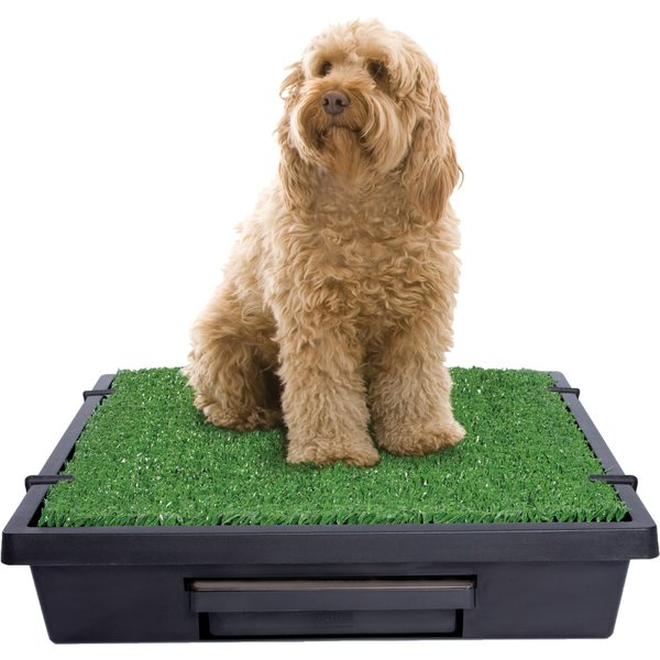 PETSAFE Pet Loo Portable Indoor & Outdoor Dog Potty, Medium - Chewy.com