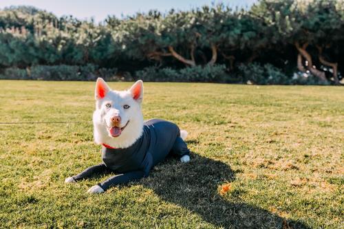 Show full view: Shed Defender Original Dog Onesie, Black, Medium slide 7 of 9