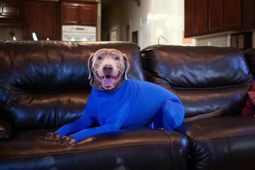 Show full view: Shed Defender Original Dog Onesie, Royal Blue, X-Large slide 6 of 10