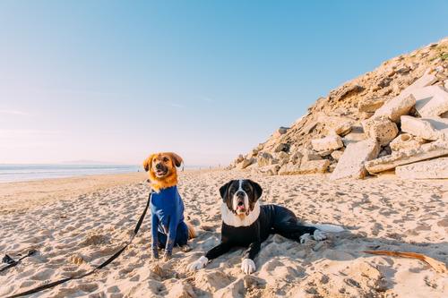 Show full view: Shed Defender Original Dog Onesie, Royal Blue, X-Large slide 7 of 10