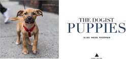 The Dogist Puppies slide 2 of 8