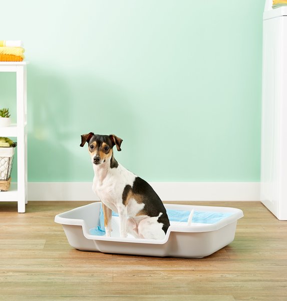 Puppy Pan Dog, Cat & Small Animal Litter Pan, Gray, Large slide 1 of 7