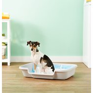 chewy dog litter box