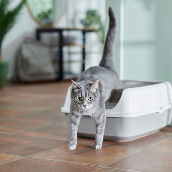 Frisco Open Top Cat Litter Box With Rim, Gray, Large 19-in slide 1 of 3