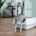 Frisco Open Top Cat Litter Box With Rim, Large, Gray, 19-in