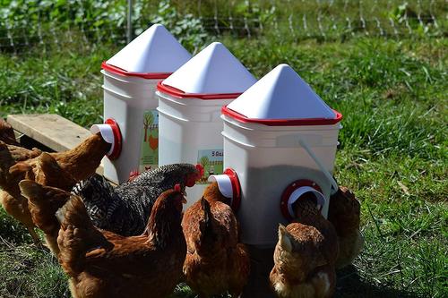 Show full view: RentACoop Corner Chicken Feeder with Anti-Roost Cone, 20-lb slide 5 of 6