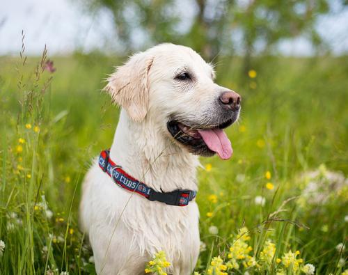 Show full view: Pets First MLB Nylon Dog Collar, Chicago Cubs, Large: 14 to 24-in neck, 1-in wide slide 4 of 6