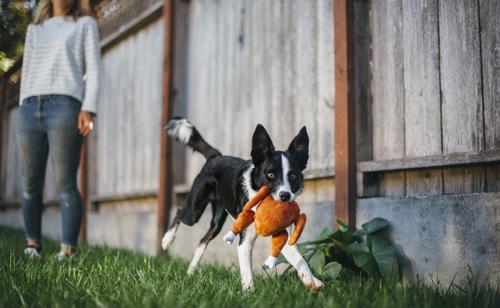 Show full view: P.L.A.Y. Pet Lifestyle and You Holiday Classic Hound Turkey Plush Dog Toy slide 4 of 8