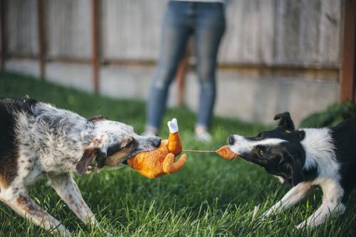 Show full view: P.L.A.Y. Pet Lifestyle and You Holiday Classic Hound Turkey Plush Dog Toy slide 5 of 8