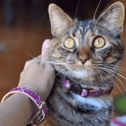 FriendshipCollar Miss Purrfect Leather Breakaway Cat Collar with Friendship Bracelet, 8 to 10-in neck, 1/2-in wide slide 2 of 7