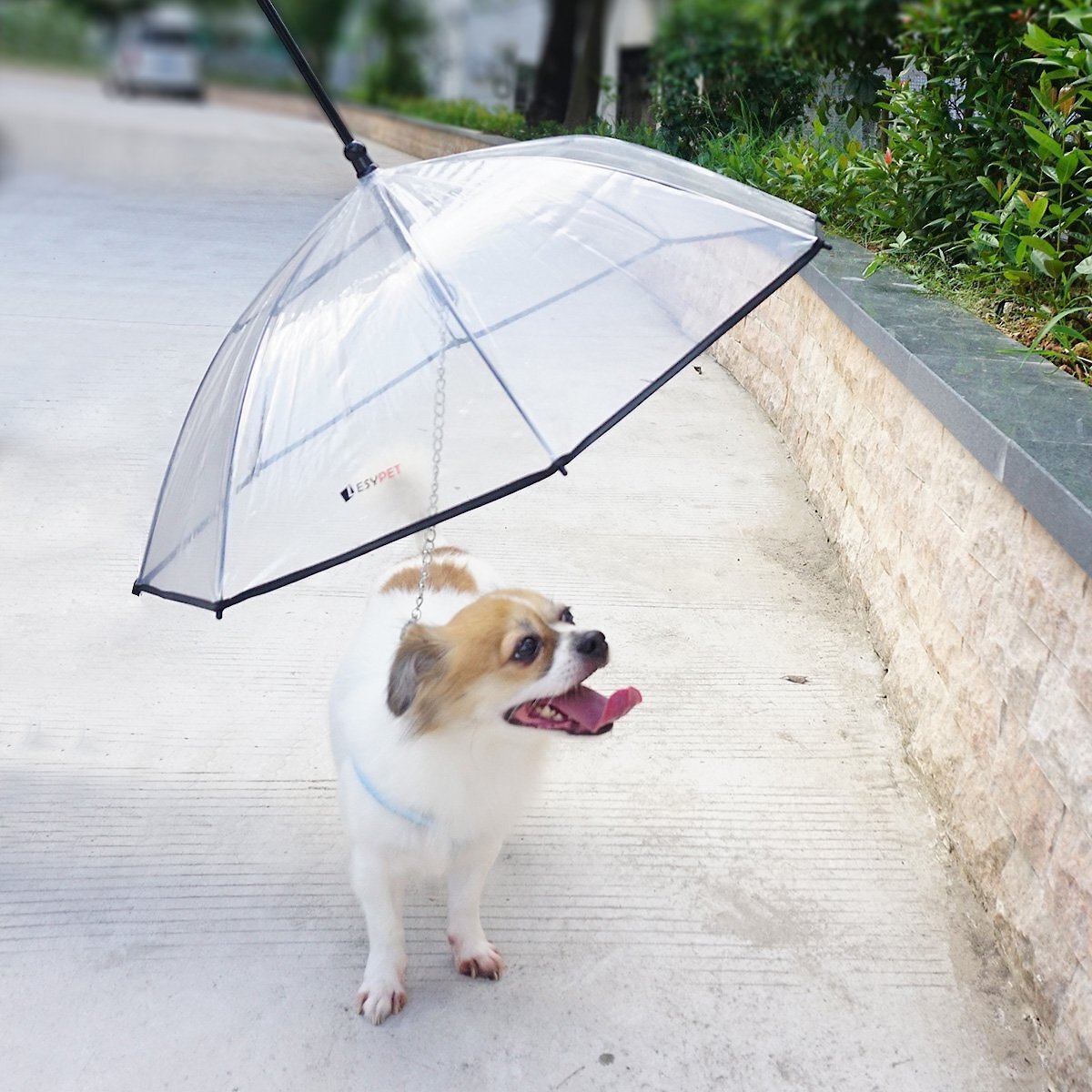 Dog leash shop with umbrella