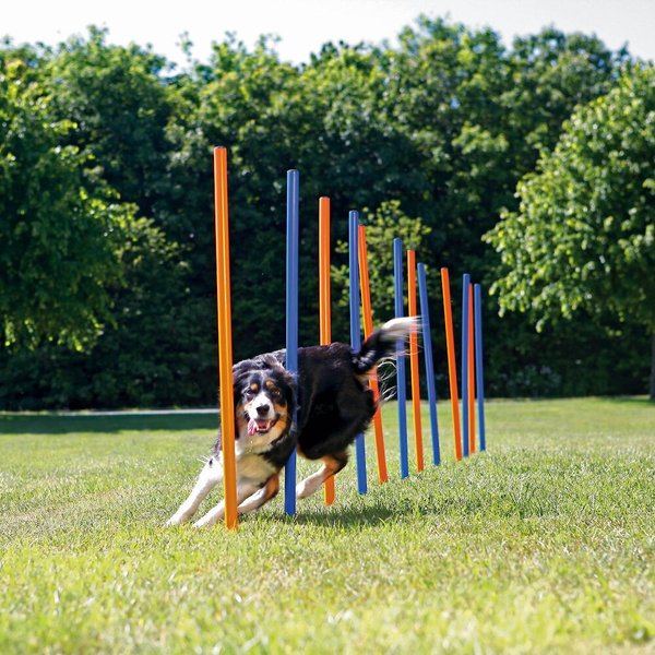 Trixie agility outlet