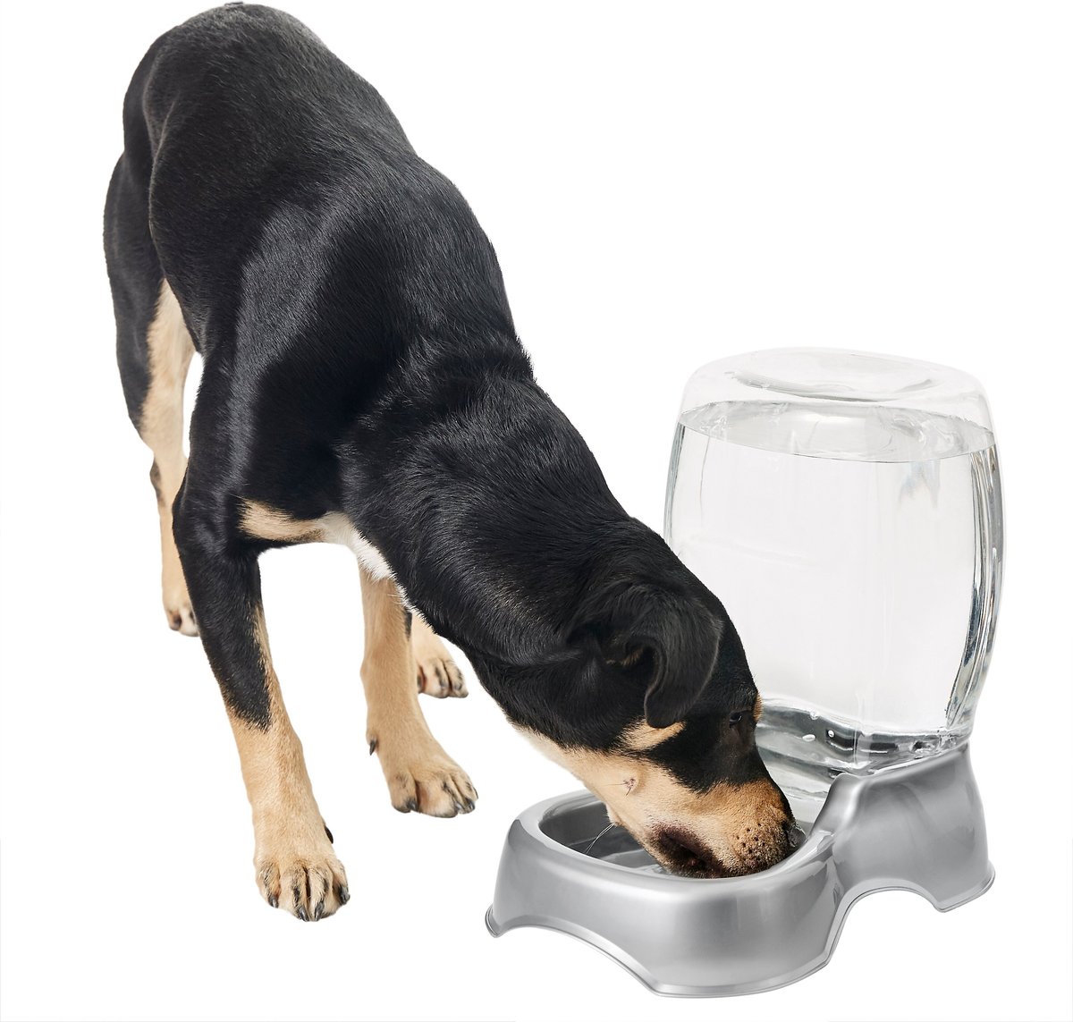 Chewy dog outlet water bowl