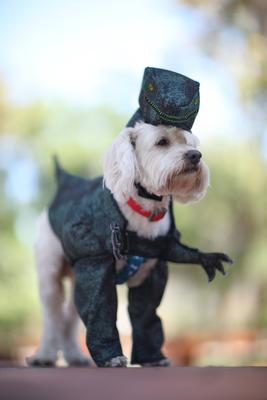 Show full view: California Costumes Pupasaurus Rex Dog & Cat Costume, X-Small slide 4 of 10