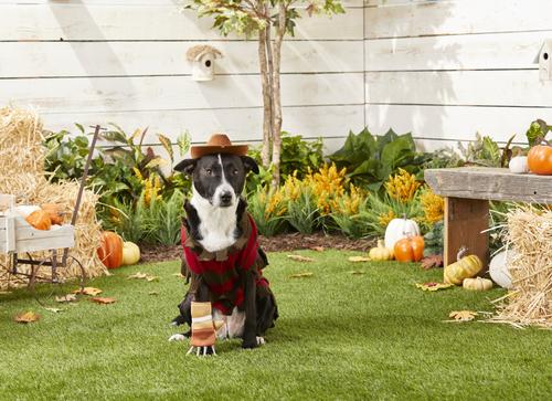 Show full view: Rubie's Costume Company Freddy Krueger Dog & Cat Costume, Small slide 3 of 8