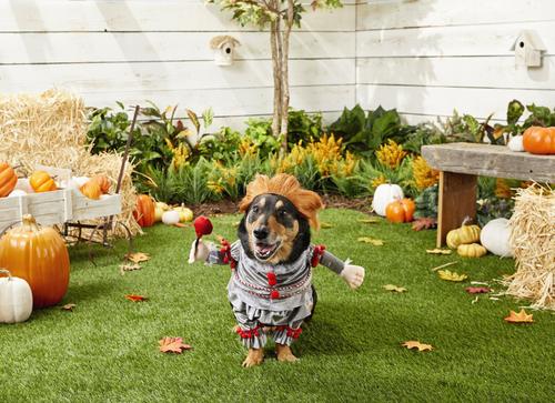 Show full view: Rubie's Costume Company Penny Wise Dog & Cat Costume, X-Large slide 3 of 7