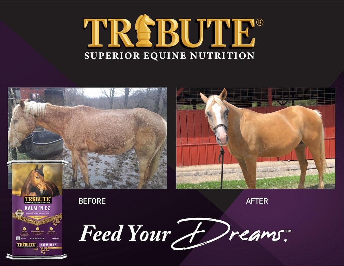 TRIBUTE EQUINE NUTRITION Kalm N' EZ Pellet LowNSC, MolassesFree Horse