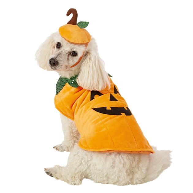 FRISCO Pumpkin Dog & Cat Costume, Medium - Chewy.com