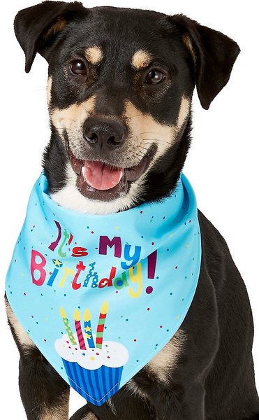 Discontinued - FRISCO Dog & Cat The Birthday Boy Bandana, Medium/Large ...