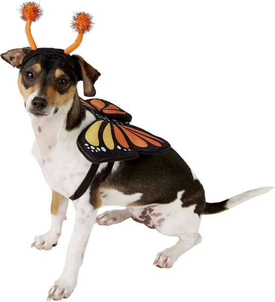 FRISCO Monarch Butterfly Dog & Cat Costume, Small - Chewy.com