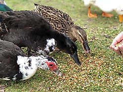 Happy Hen Treats Pond Medley Duck Treats, 2-lb bag slide 2 of 4